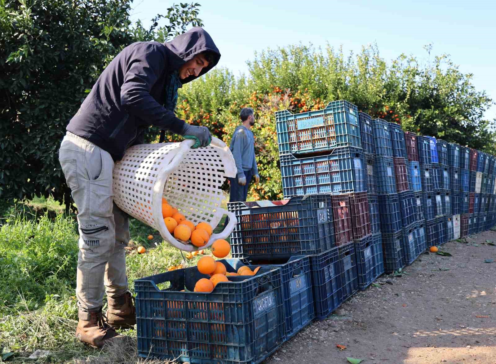 Adana’da budama işçilerine günlük 750 lira yevmiye