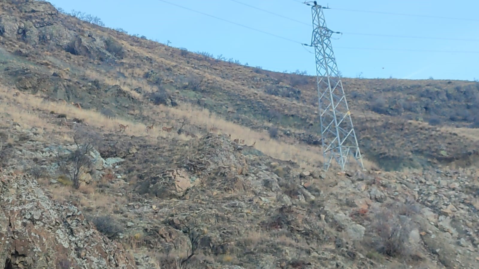 Erzurum’da dağ keçileri görüntülendi
