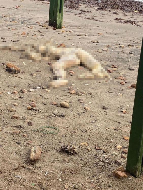 Bodrum’da sahilde ceset bulundu
