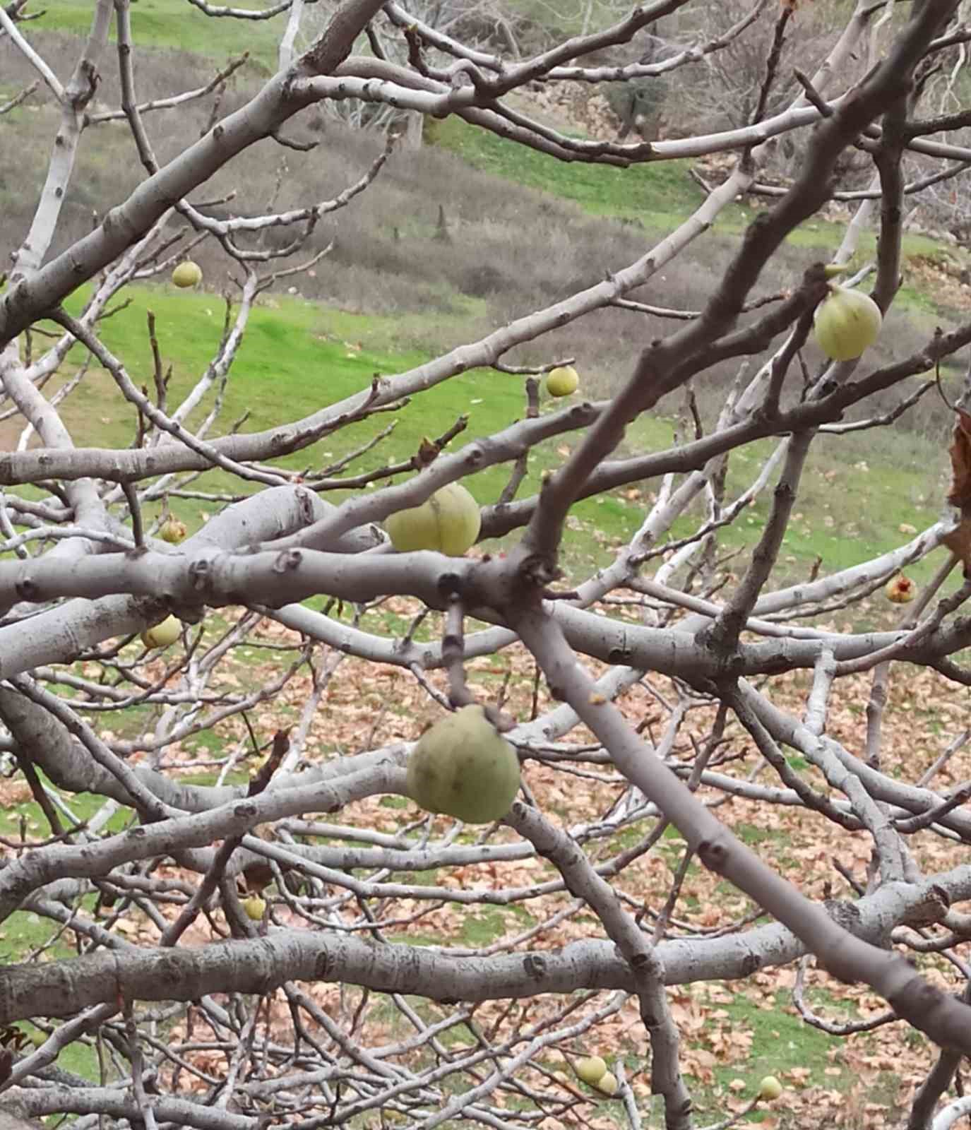 İncir ağacı ocak ayında meyve verdi