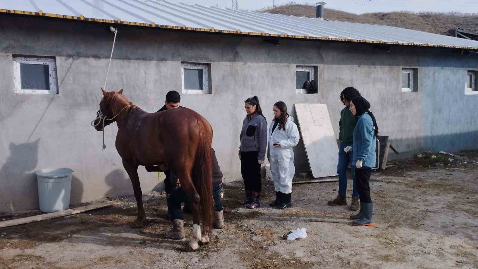 Cirit atları sağlık taramasından ge&ccedil;ti
