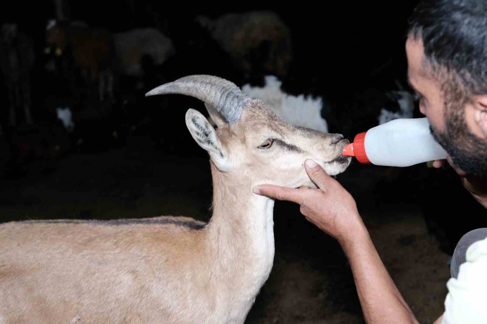 Yaralı yaban keçisine şefkat eli
