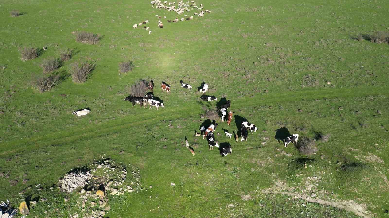 (Özel) Bandırmalı çiftçilerin meralarını korumak için hukuk mücadelesi