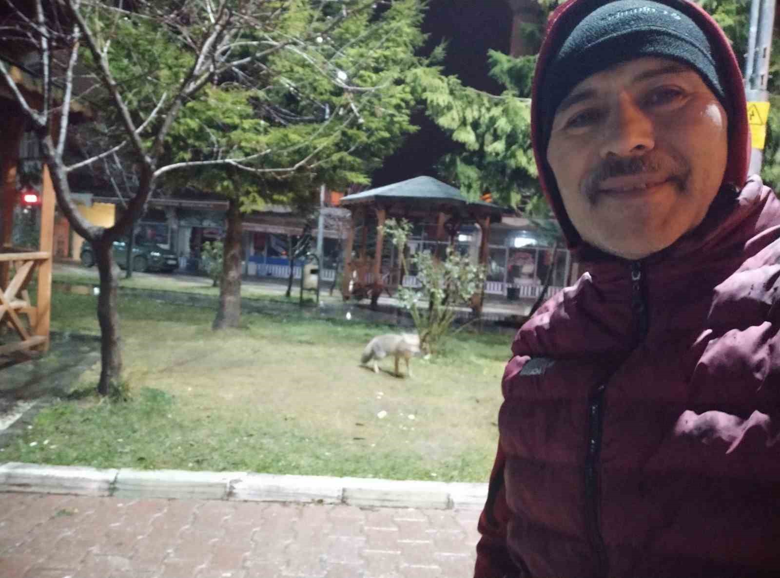 M&uuml;davim tilki iş başında
