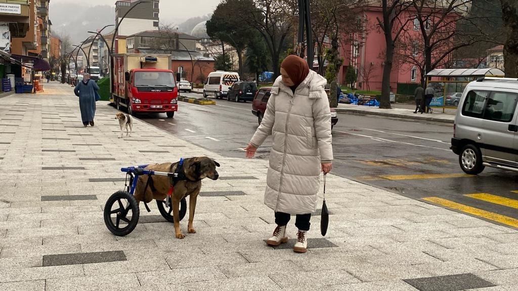 Arabanın &ccedil;arptığı sokak k&ouml;peği g&ouml;n&uuml;ll&uuml;lerin desteği ile hayata tutundu
