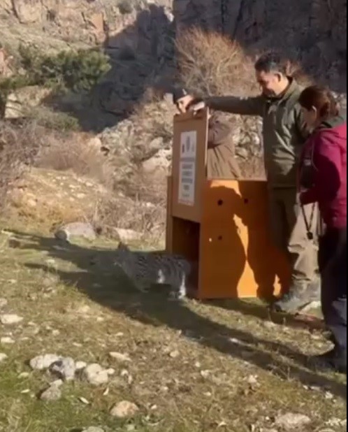 Kars’ta yavru vaşak Ani, doğal ortama bırakıldı
