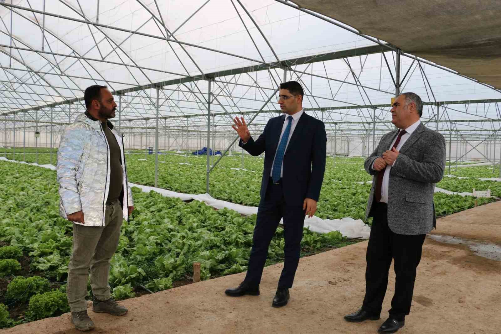 Erzincan’da seralarda ocak ayında marul hasadı sürüyor
