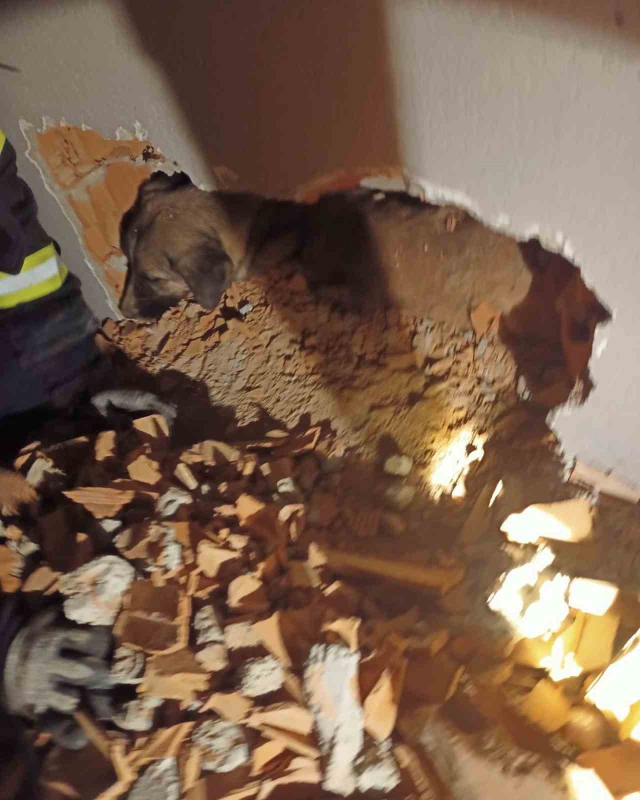 Babaeski&rsquo;de iki duvar arasına sıkışan k&ouml;peği itfaiye kurtardı
