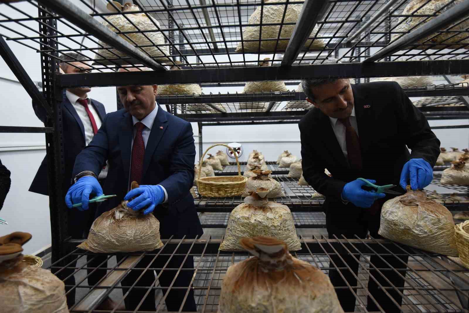 Tıbbi ve yenilebilir mantar hasadı gerçekleştirildi