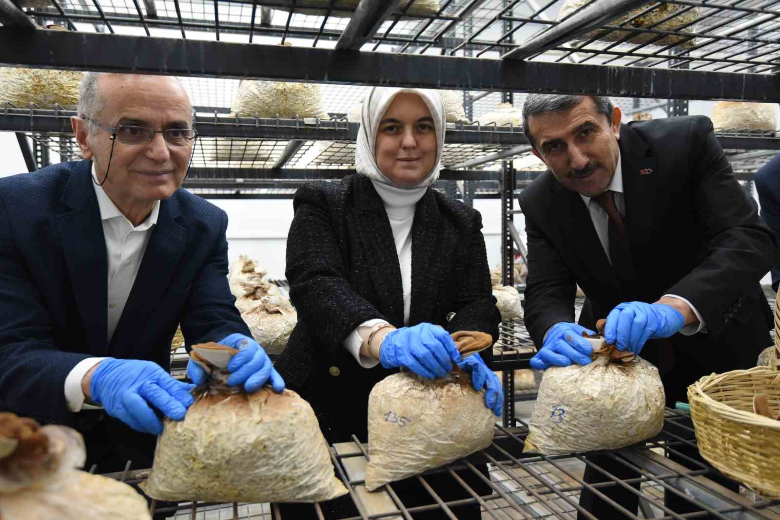 Tıbbi ve yenilebilir mantar hasadı ger&ccedil;ekleştirildi
