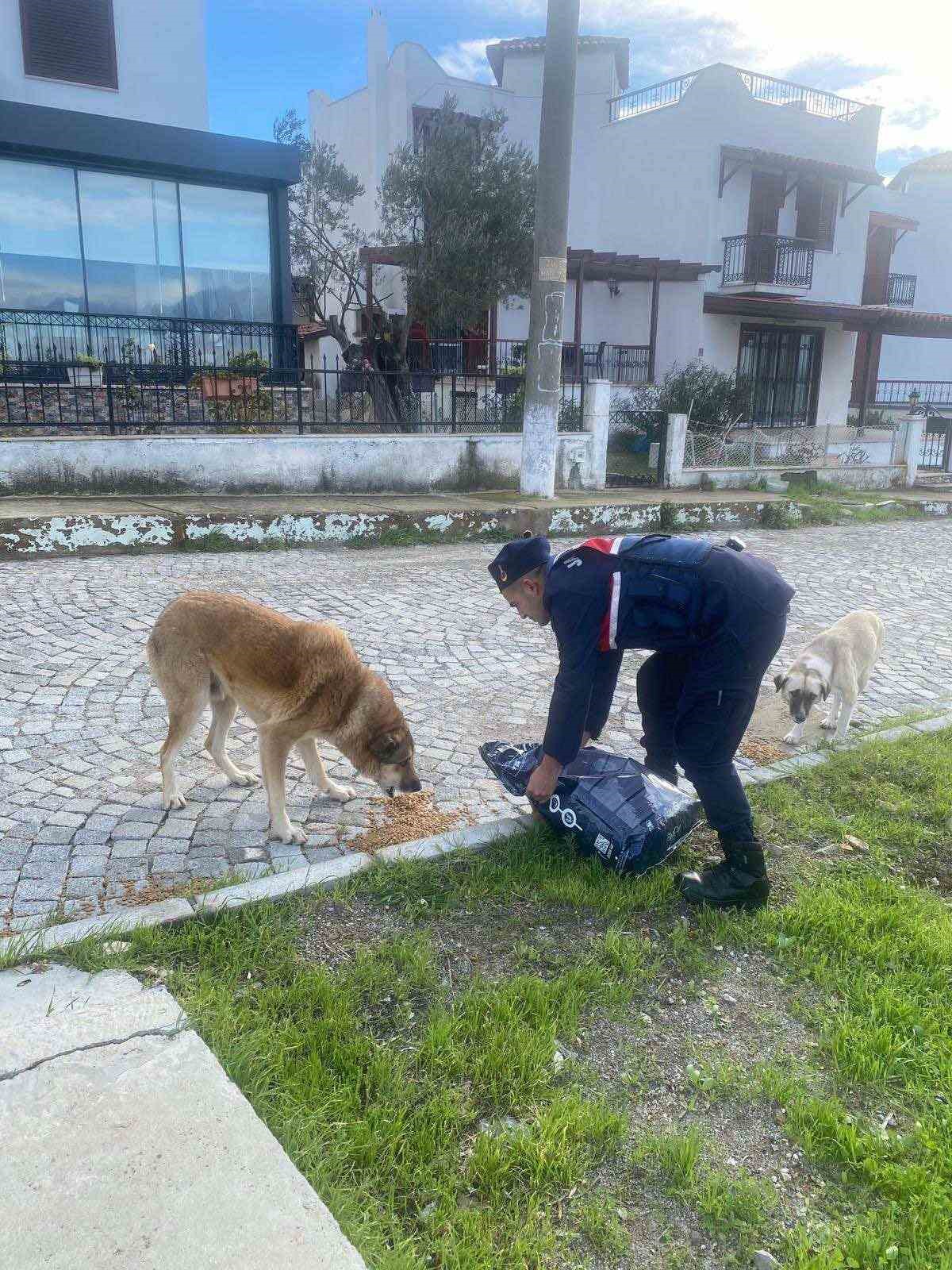 Jandarma sokak hayvanlarının yanında