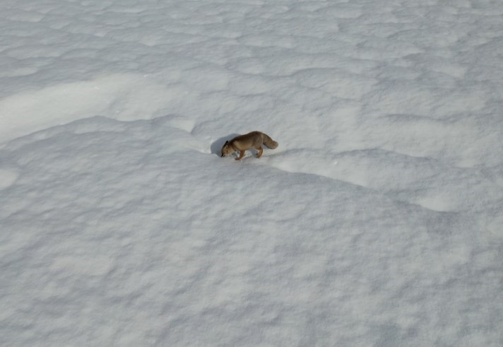 Tunceli’de karda yiyecek arayan tilki dron kamerasında 