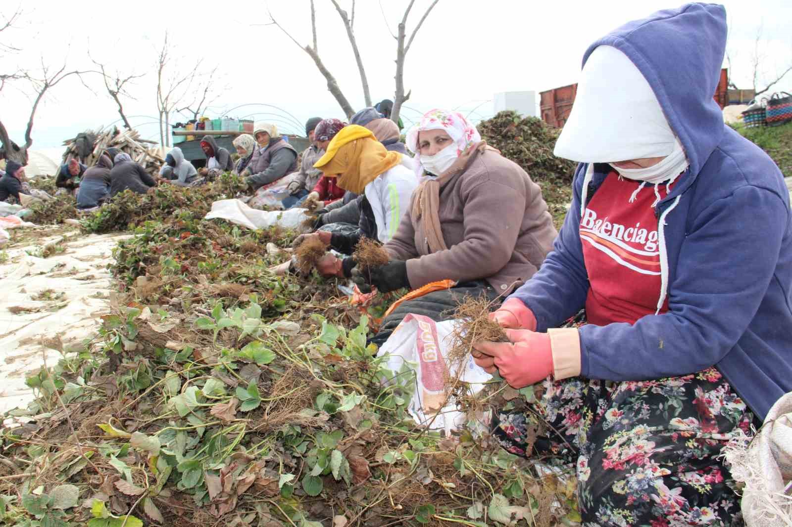 Aydın çiftçisine 19 milyarlık tarımsal destek sağlandı