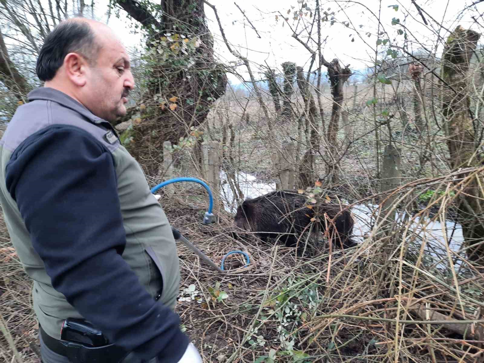 Tuzağa yakalanan domuz kurtarıldı
