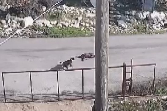 Kamyon köpeği ezdi, o anlar kameraya yansıdı
