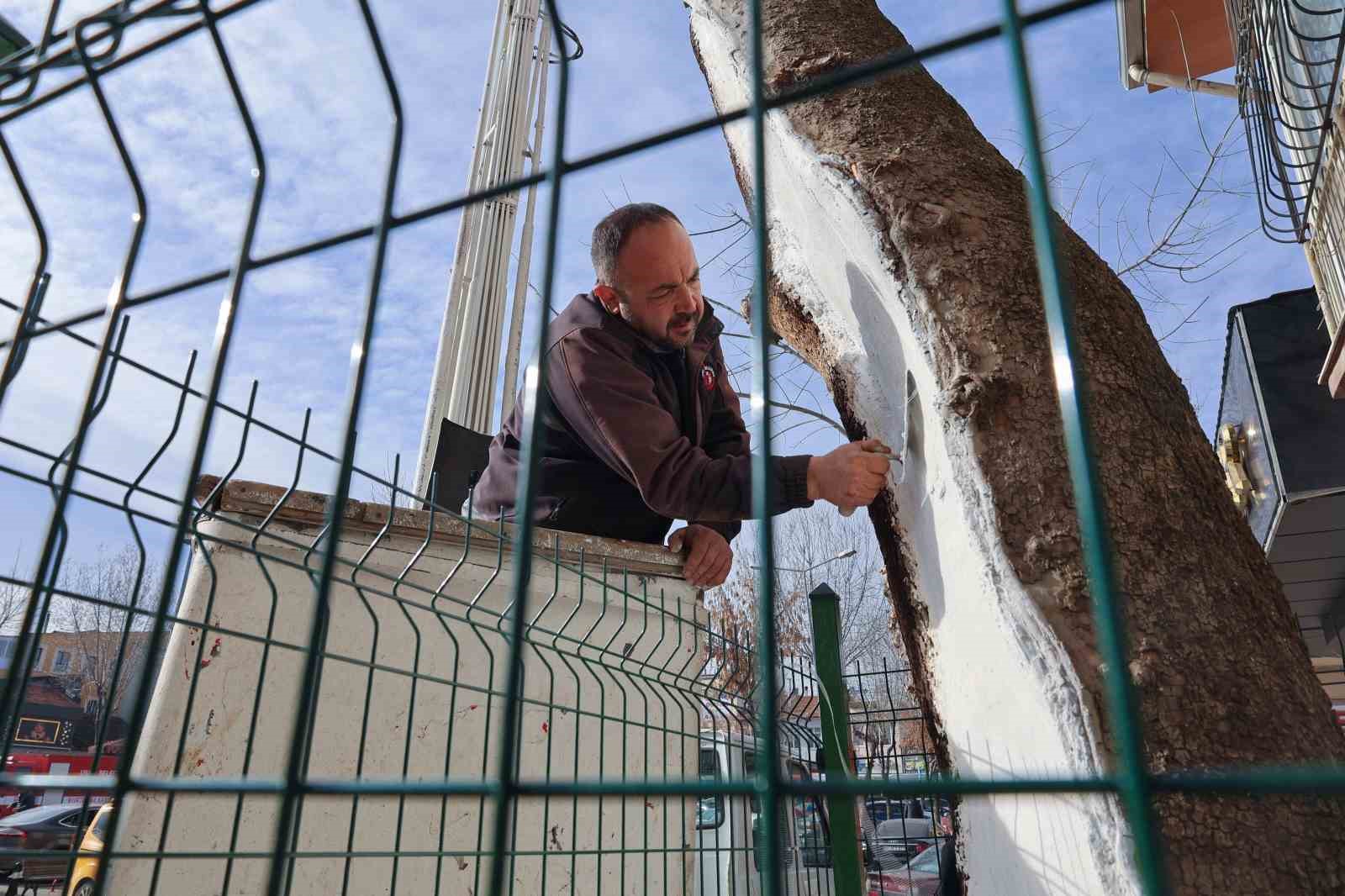 Uşak’ta 100 yıllık çınar ağacı bakımdan geçti