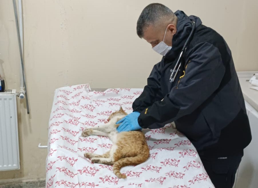 Merdiven boşluğuna düşen kedi kurtarıldı