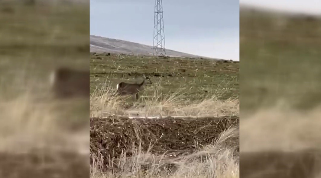 Bayburt’ta tek başına dolaşan karaca görüntülendi