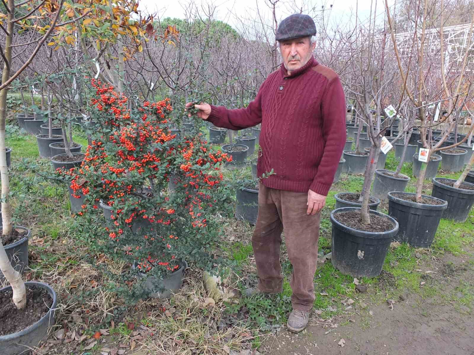 Burhaniye’de meyve ağaçları saksıya girdi
