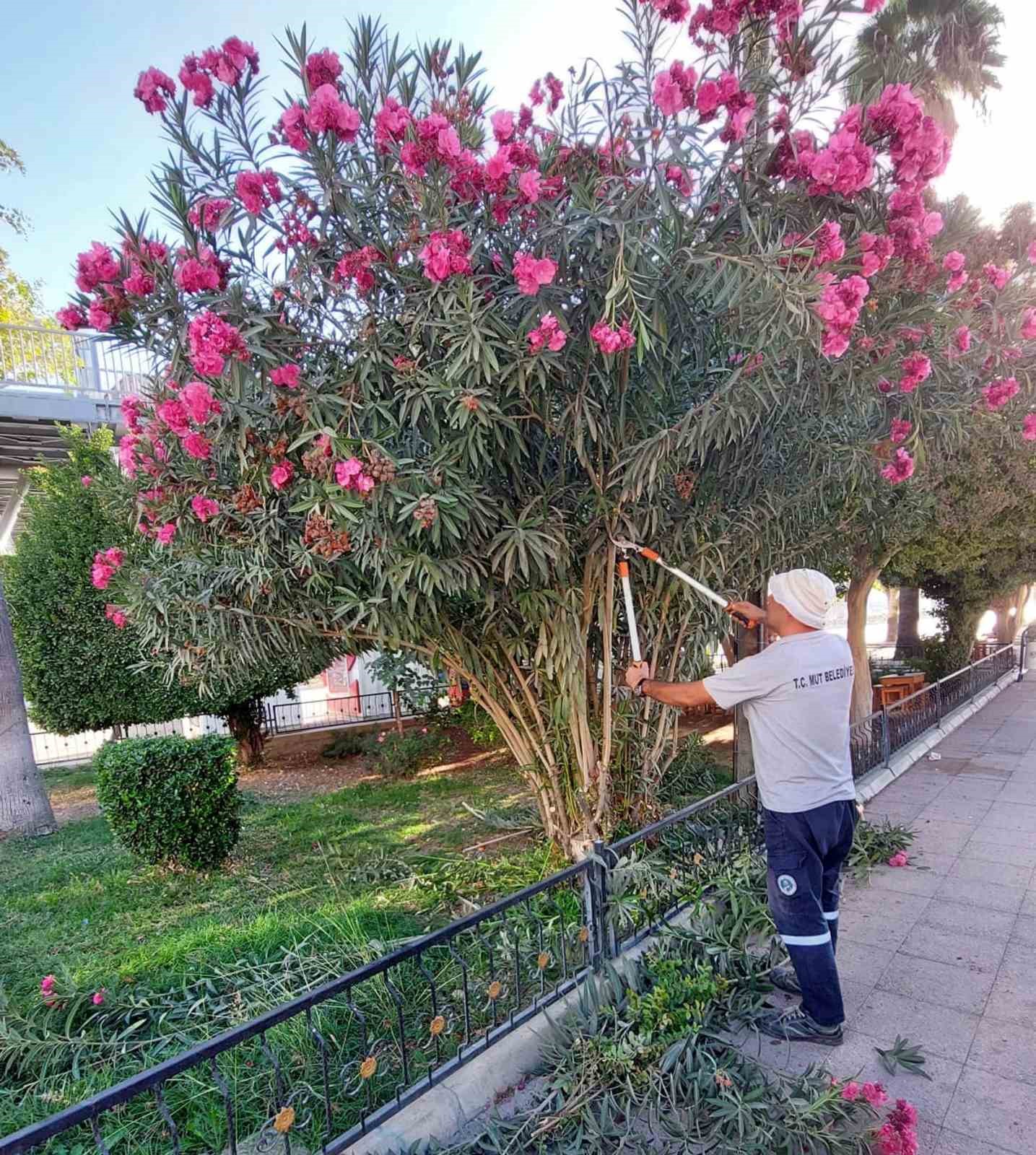 Mut’ta park ve bahçelerin kışlık bakımı devam ediyor
