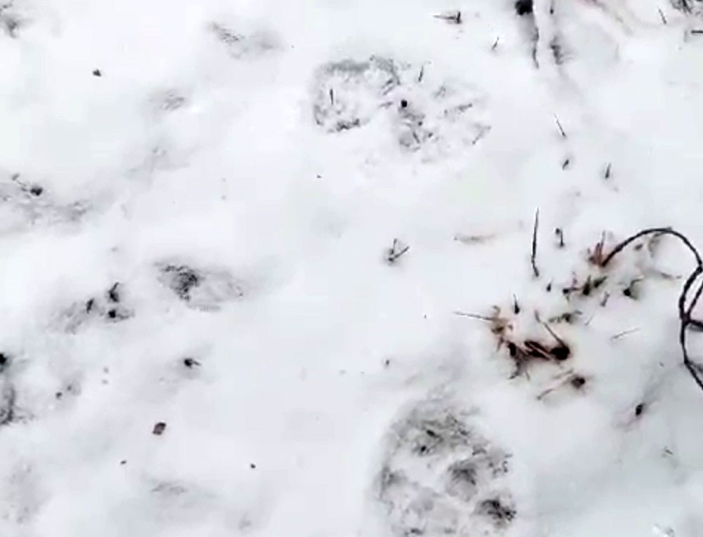 Manzara fotoğrafı çekerken kurtlar objektifine takıldı
