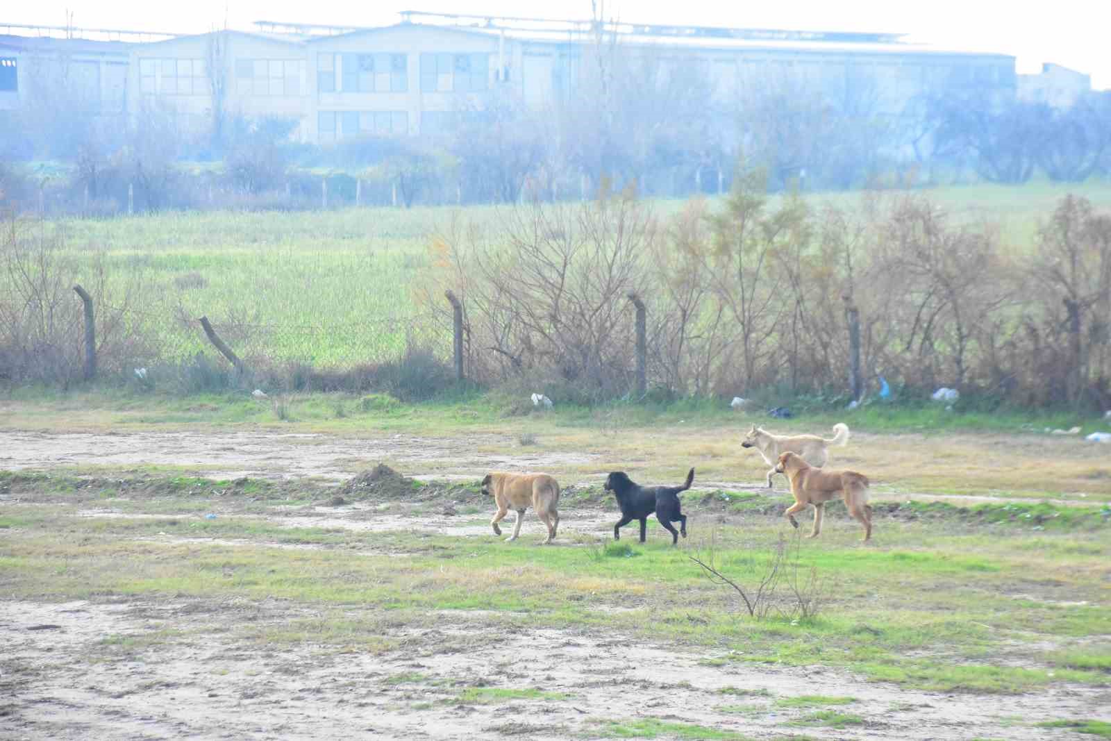 Başkan Kaya: “İncirliova kimsenin köpek bırakma alanı değil”
