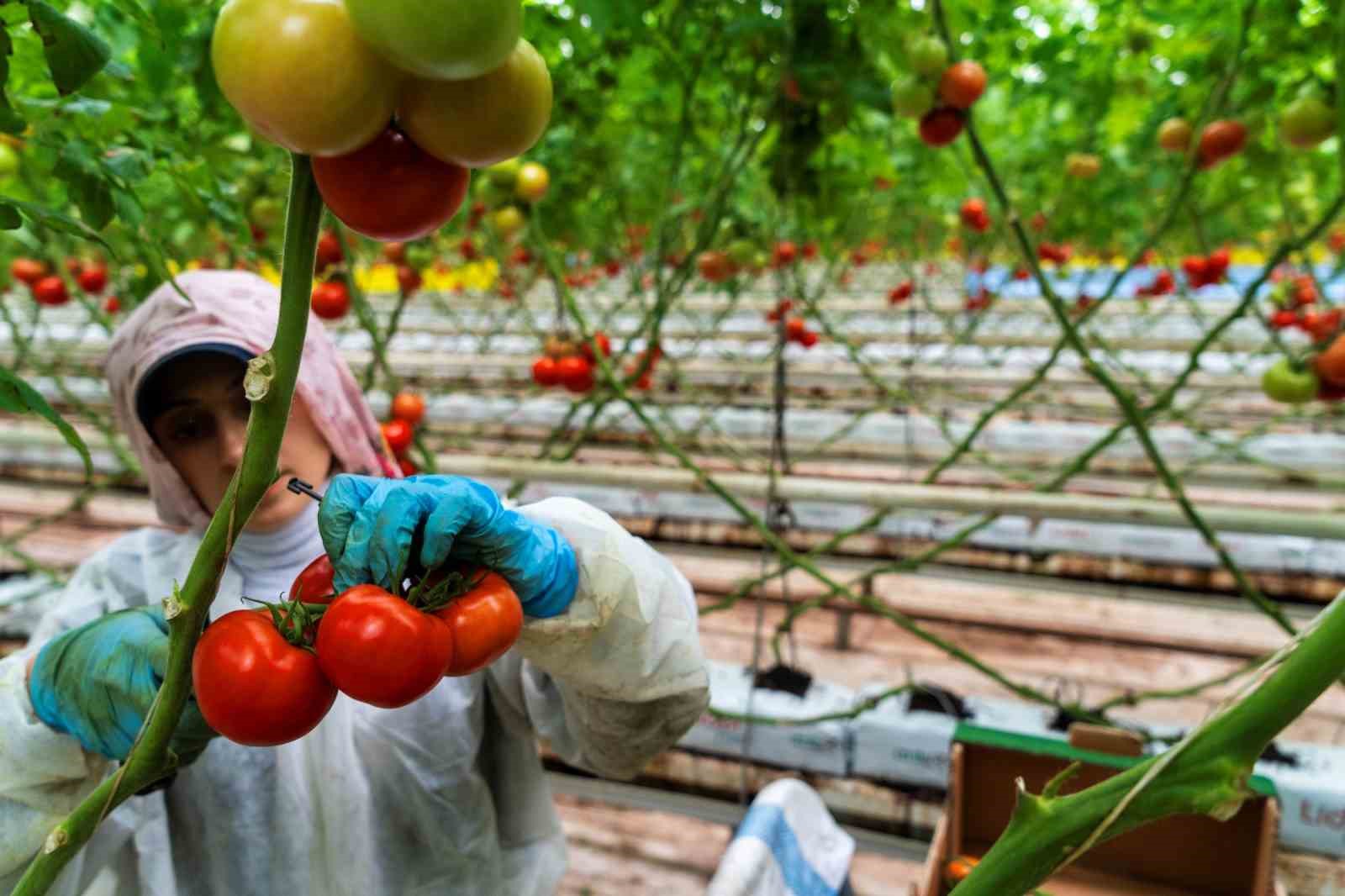 Seracılığın merkezi Hollanda’ya Manisa seralarından domates ihracatı