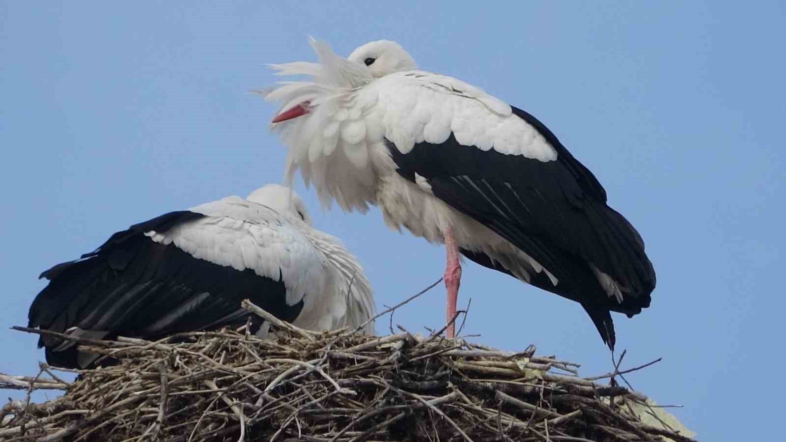 Ardahan’da leylekler Sibirya soğuklarına rağmen göç etmedi