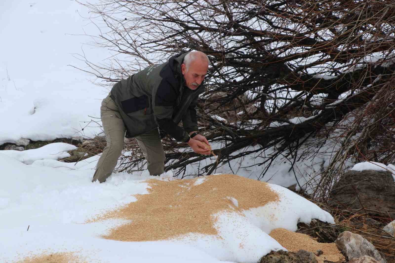 Siirt’te kar altındaki yaban hayvanlarına yem bırakıldı