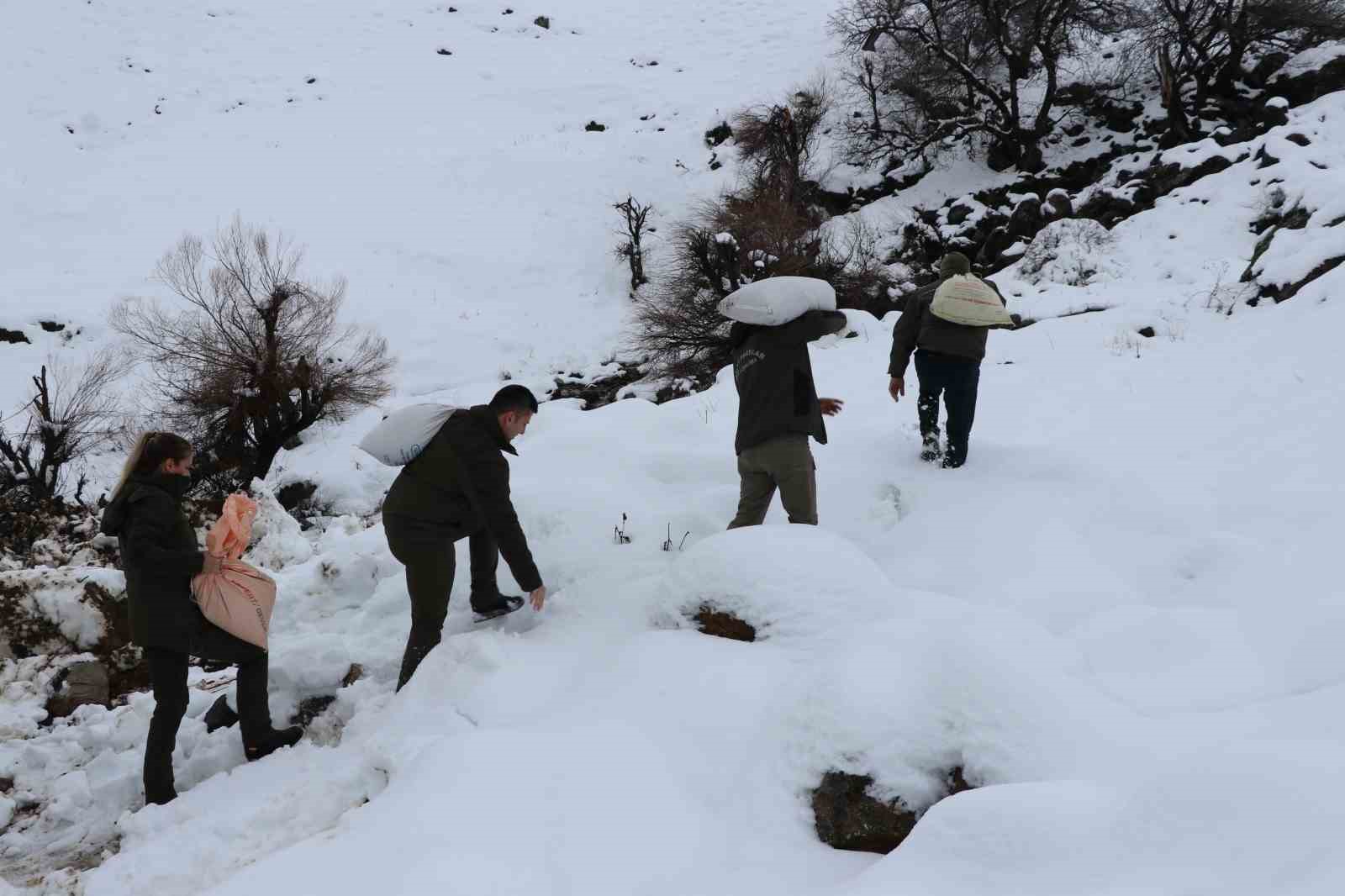 Siirt’te kar altındaki yaban hayvanlarına yem bırakıldı
