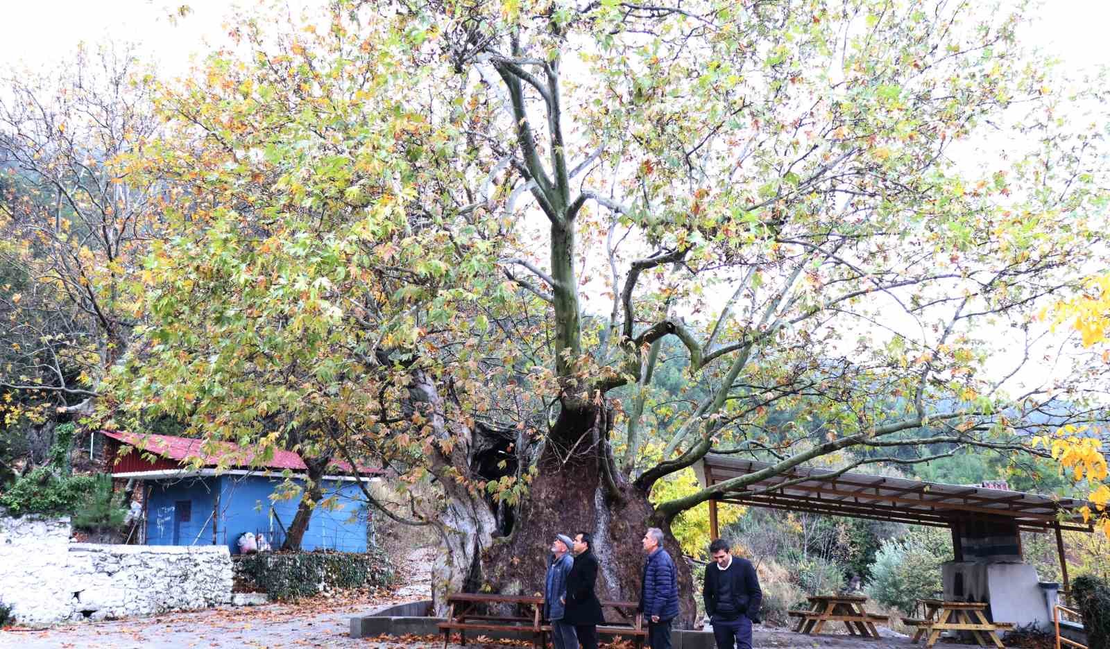 Kale’nin 13 metre çapındaki 8 asırlık Erenler Kavağı anıt ağaç olacak
