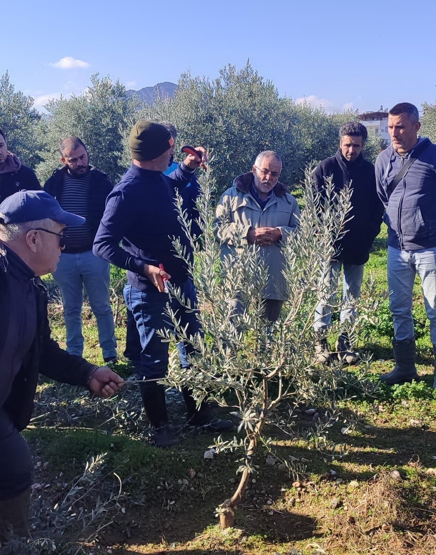 Zeytin budamayı uygulamalı öğrendiler