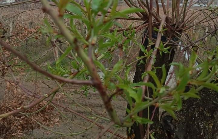 Budama zamanı gelen erik ağacı yapraklandı
