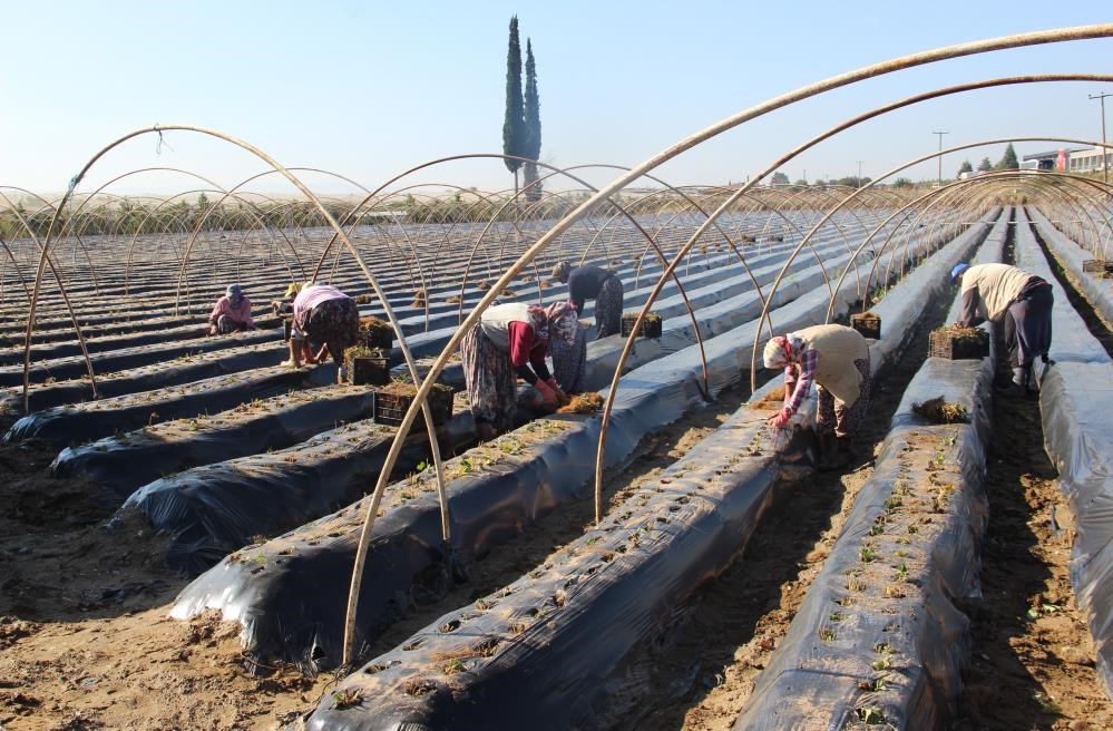 Ortaca ve Köyceğiz’de çilek üretimi artacak