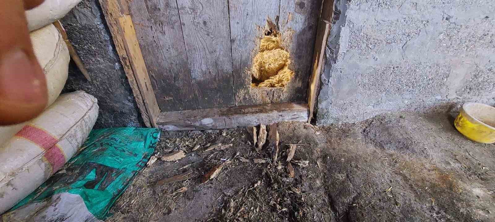 Ahıra giren kurt 10 koyunu telef etti