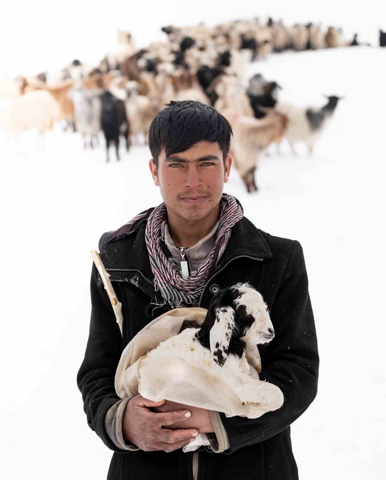 Koyunların kuzulama d&ouml;nemi başladı
