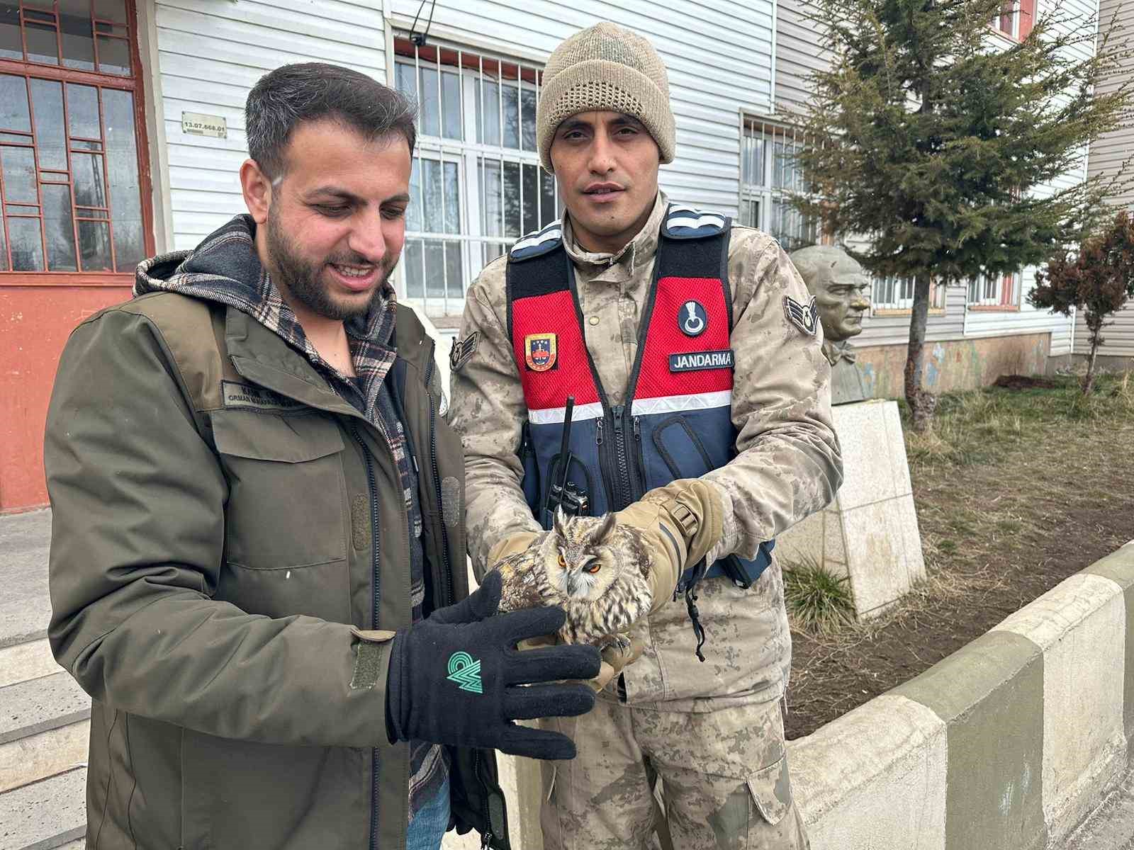 Jandarma yaralı bulduğu Puhu’yu koruma altına aldı