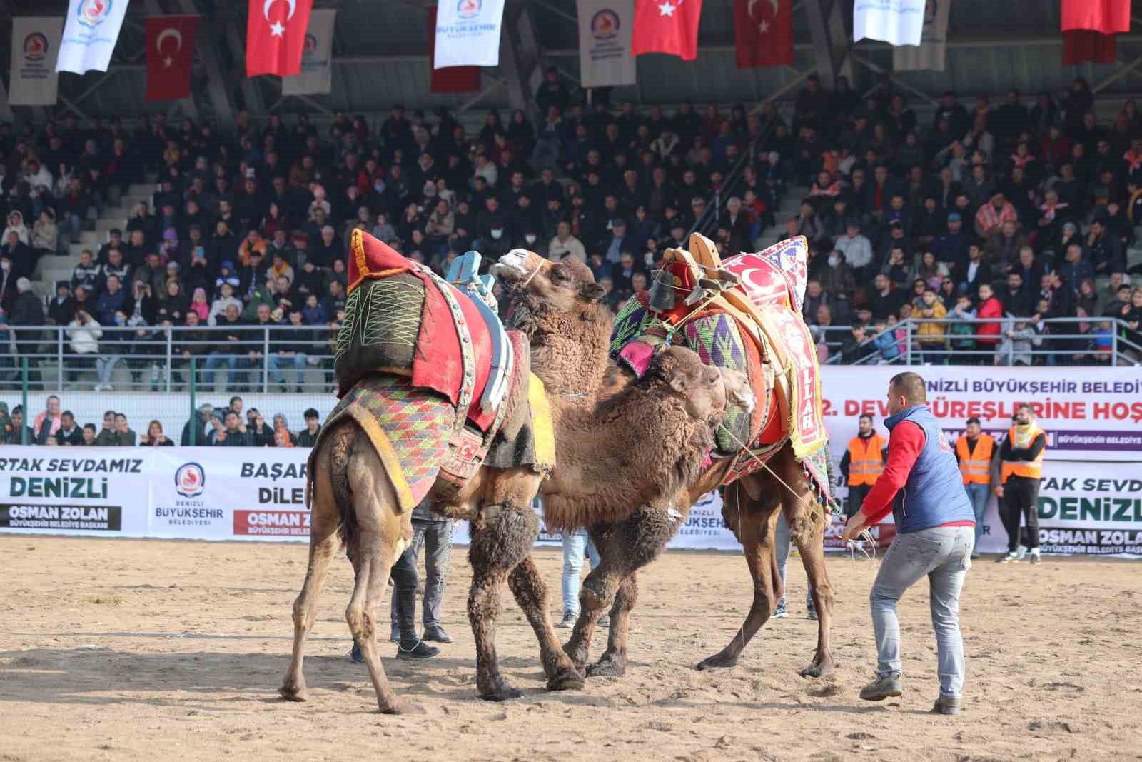 Şampiyon develer Denizli arenasına çıkıyor
