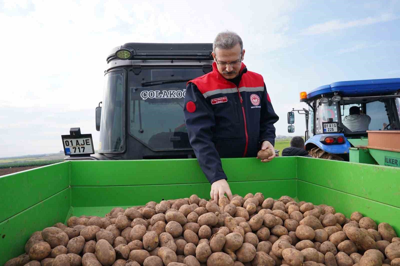 Adana’da turfanda patates toprakla buluştu