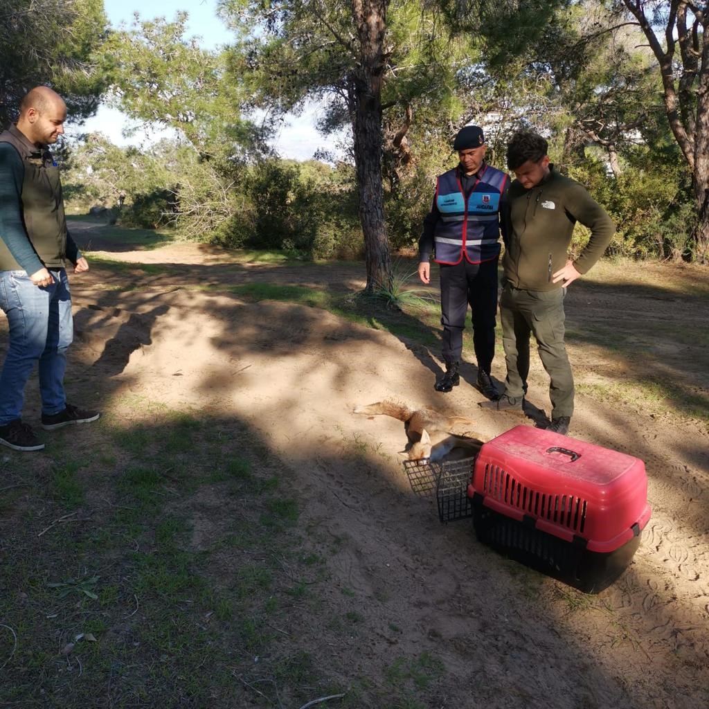 Jandarmanın ormanda bulduğu yaralı yavru tilki koruma altına alındı
