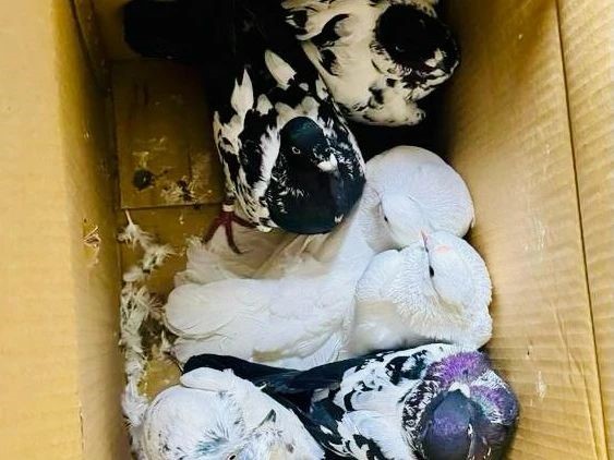 Kırklareli&rsquo;de yurda ka&ccedil;ak yollarla getirilen g&uuml;vercinler ele ge&ccedil;irildi
