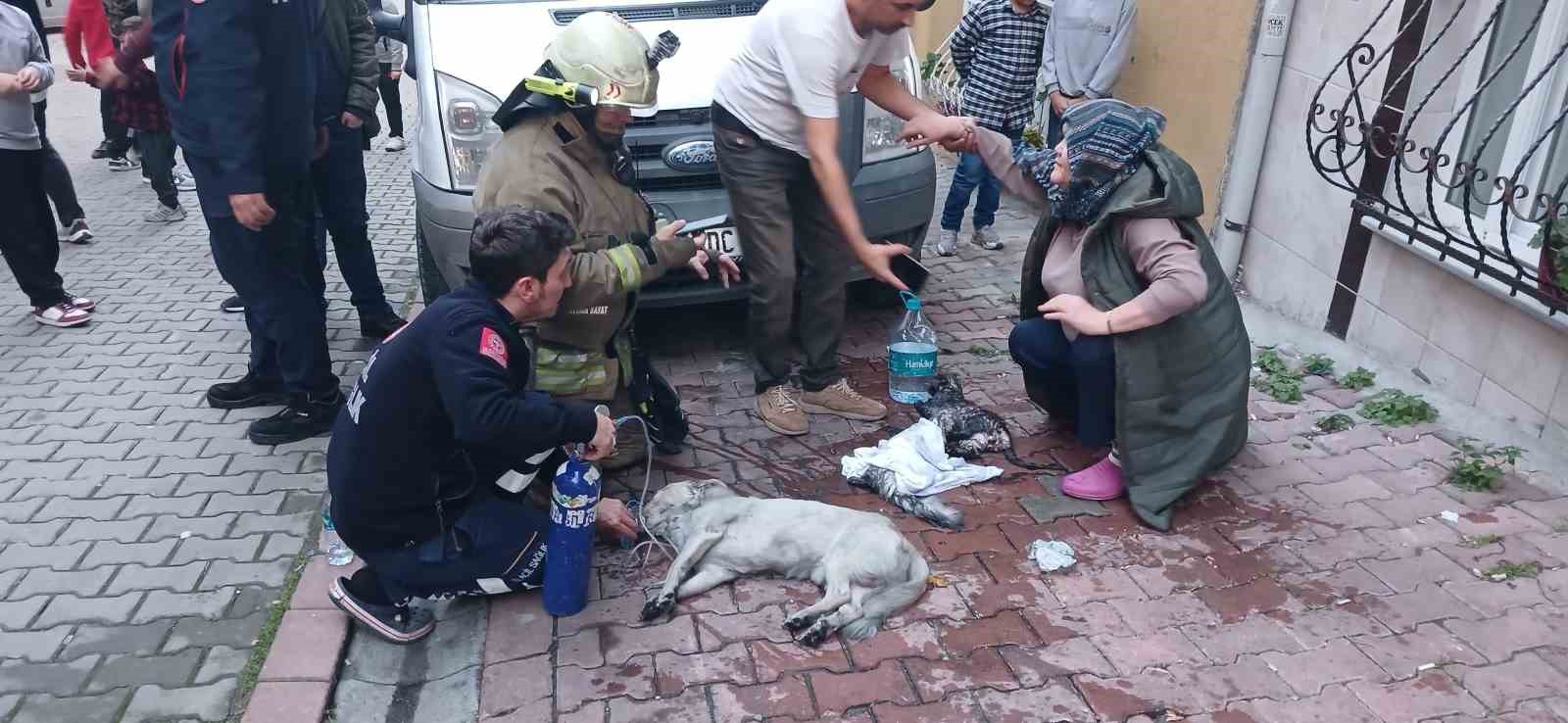 Esenyurt’ta bir evde çıkan yangın 4 yaşındaki çocuğun dikkatiyle annesi ve 8 evcil hayvan kurtuldu
