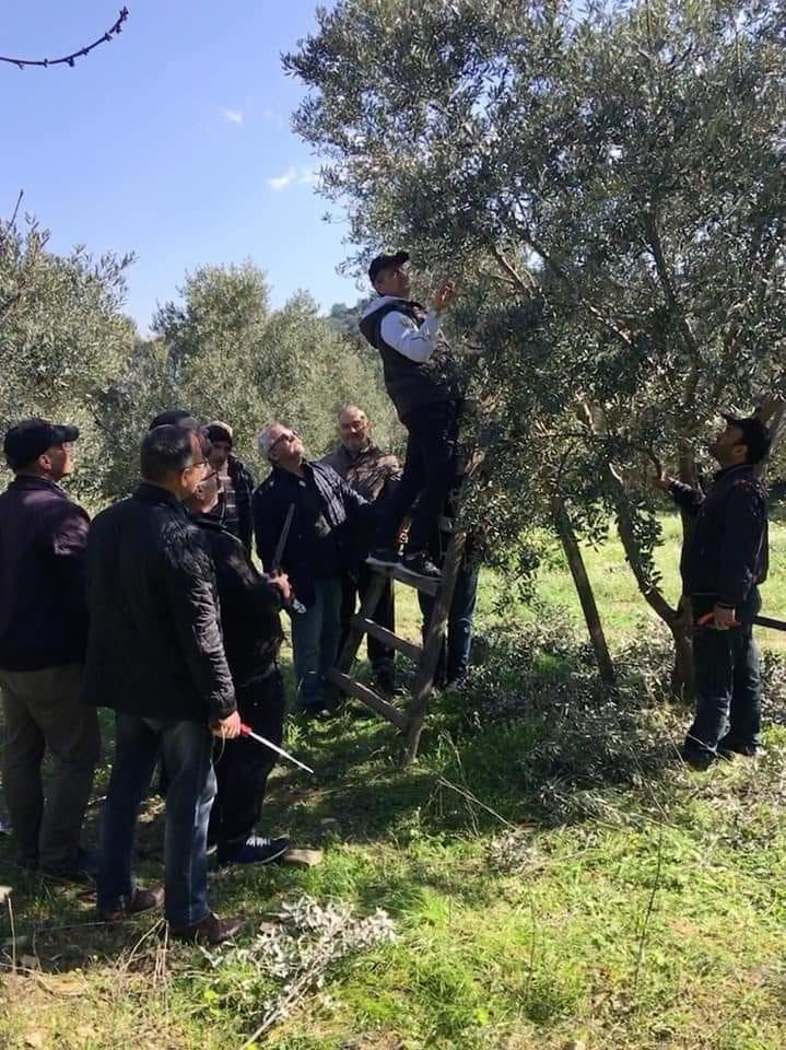 Söke İlçe Tarım ve Orman Müdürlüğü’nden zeytin üreticilerine ’budama’ uyarısı