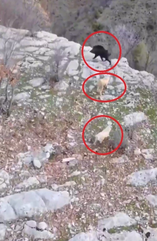 Köpeklerin domuz kovalamacası dron kamerasına yansıdı