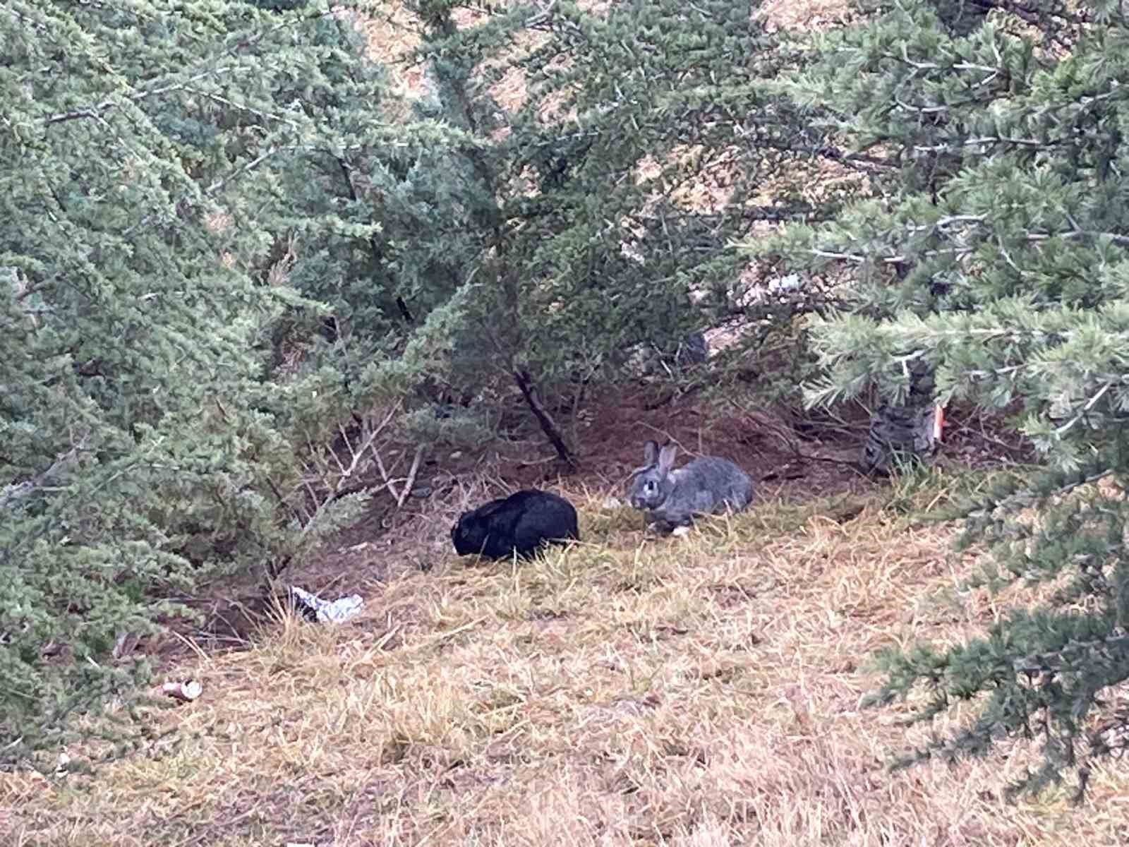 Tavşanlar kaçtı, ekipler tuttu
