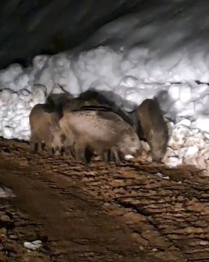 Yiyecek arayan domuz s&uuml;r&uuml;s&uuml; k&ouml;y yolunda g&ouml;r&uuml;nt&uuml;lendi
