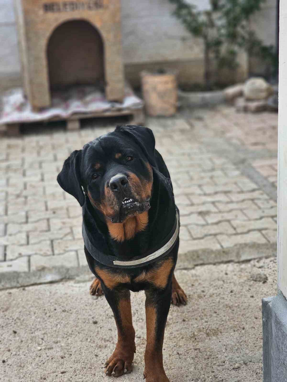 Sokak sokak gezerek köpeğini arıyor, bulana ödül verecek