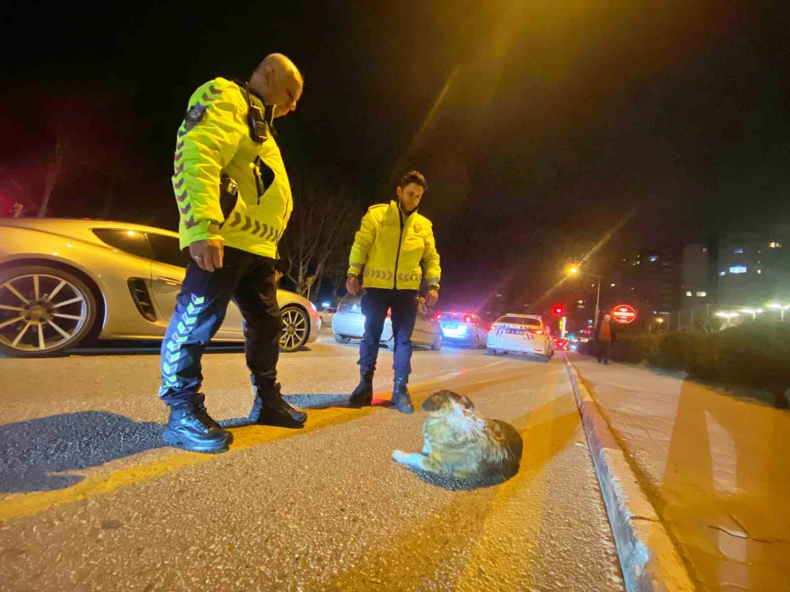 Polisin içleri ısıtan sokak köpeği nöbeti