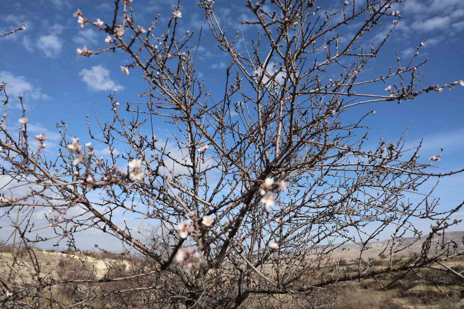 Mevsimi şaşıran ağa&ccedil;lar &ccedil;i&ccedil;ek a&ccedil;tı
