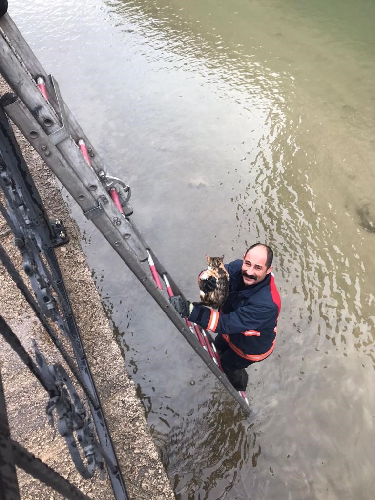 Harşit &Ccedil;ayı&rsquo;na d&uuml;şen yavru kediyi itfaiye ekipleri kurtardı
